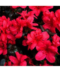 Rhododendron (Azalea) 'Marushka' pot, 2L