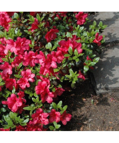 Rhododendron (Azalea) 'Marushka' pot, 2L