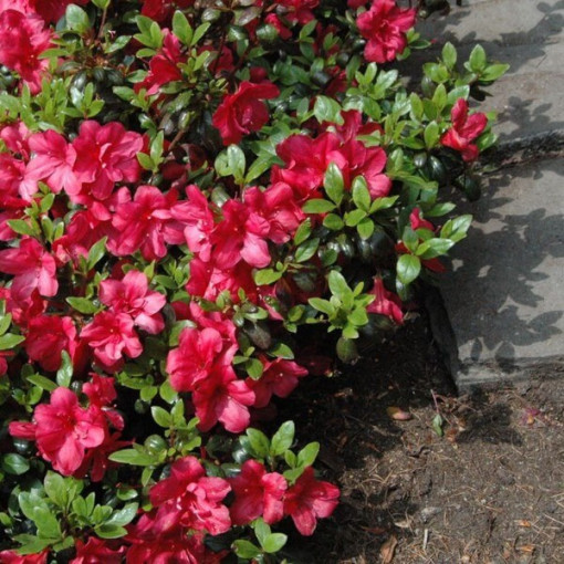 Rhododendron (Azalea) 'Marushka' pot, 2L