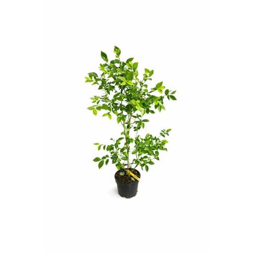 AMERICAN BLUEBERRY REKA C4
