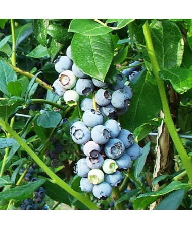 AMERICAN BLUEBERRY REKA C4