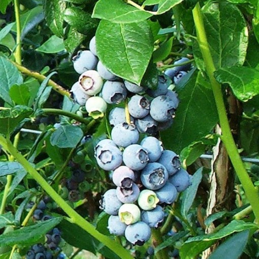 AMERICAN BLUEBERRY REKA C4