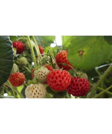 Strawberry Senga Sengana P9/C1