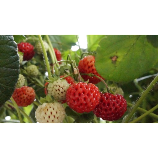 Strawberry Senga Sengana P9/C1