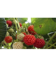 Strawberry Senga Sengana P9/C1