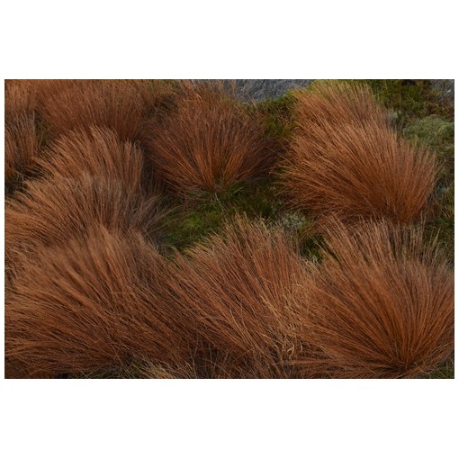 Buchanan's sedge C4