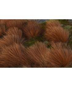 Buchanan's sedge C4