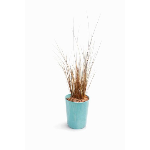 Buchanan's sedge C4