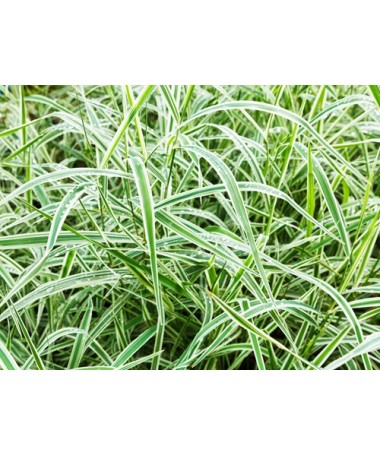 Palm sedge ‘Variegata’ C4