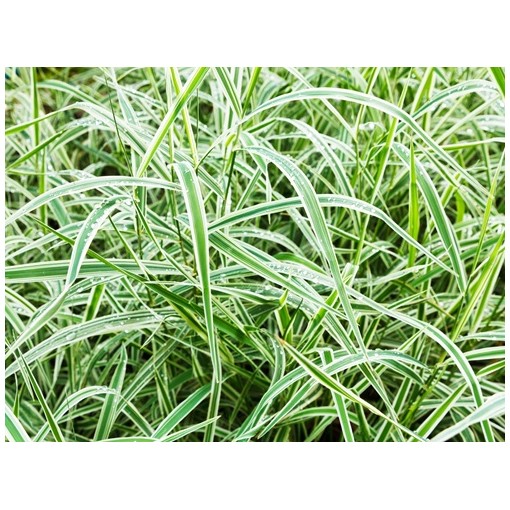 Palm sedge ‘Variegata’ C4