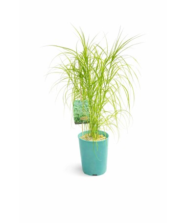 Palm sedge ‘Variegata’ C4