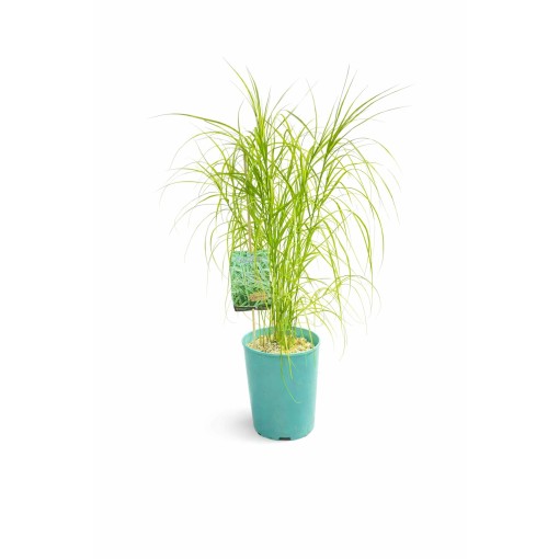 Palm sedge ‘Variegata’ C4