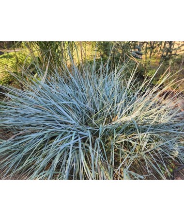 Sand ryegrass C4