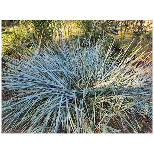 Sand ryegrass C4