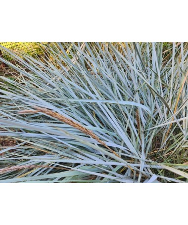 Sand ryegrass C4