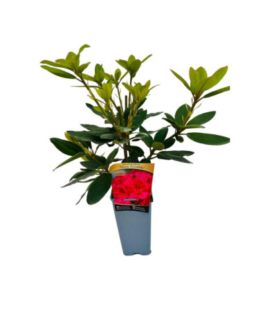 Rhododendron (Azalea) Nova Zembla pot, 2L