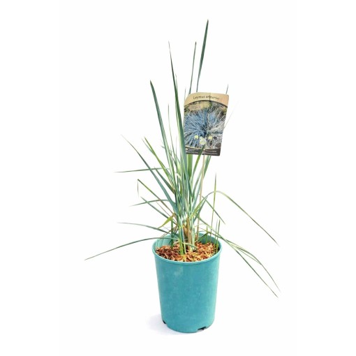 Sand ryegrass C4
