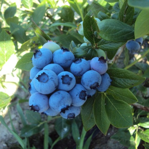 American Blueberry ‘Bonus’ C4
