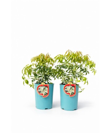 Japanese Pieris ‘Carnaval’ C2.5L