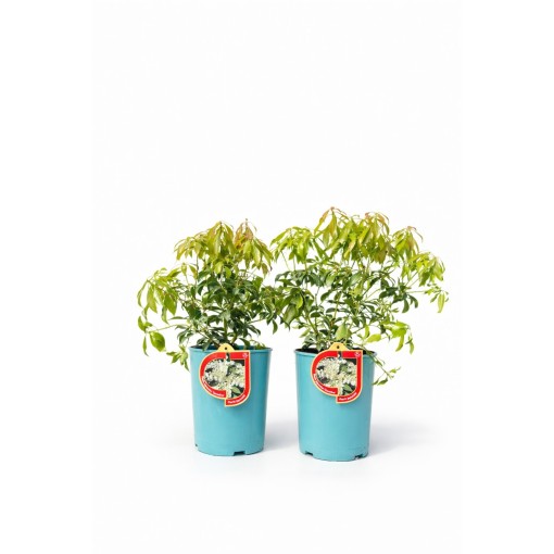 Japanese Pieris ‘Carnaval’ C2.5L
