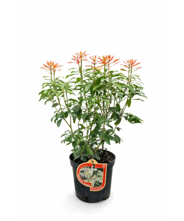Japanese Pieris ‘Carnaval’ C2.5L