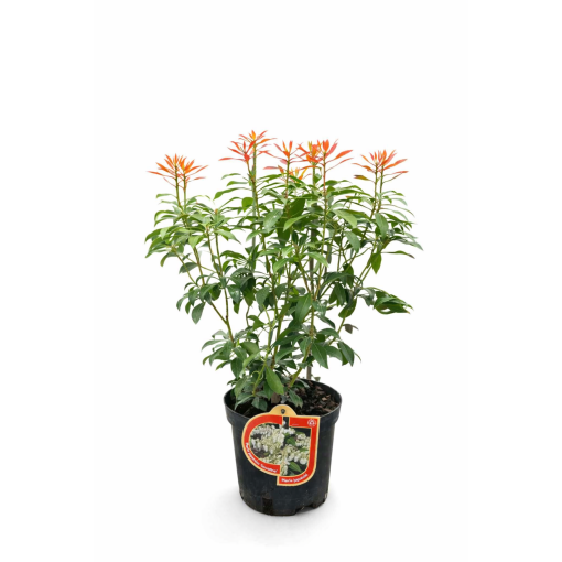 Japanese Pieris ‘Carnaval’ C2.5L