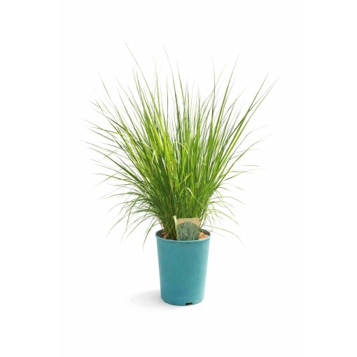 Blue Fescue 'Heidebraut' pot, 4L