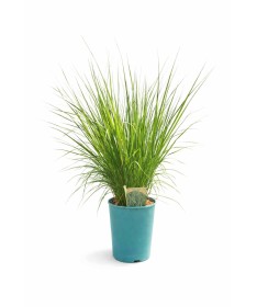 Blue Fescue 'Heidebraut' pot, 4L