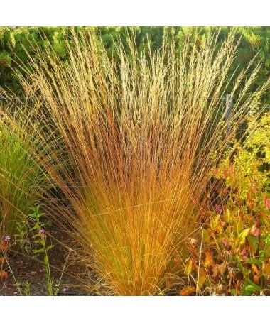 Blue Fescue 'Heidebraut' pot, 4L