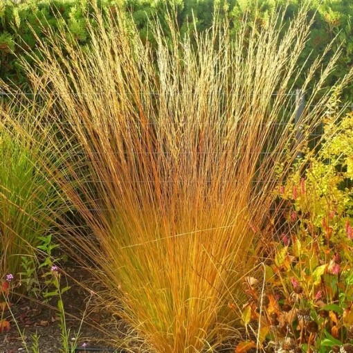 Blue Fescue 'Heidebraut' pot, 4L
