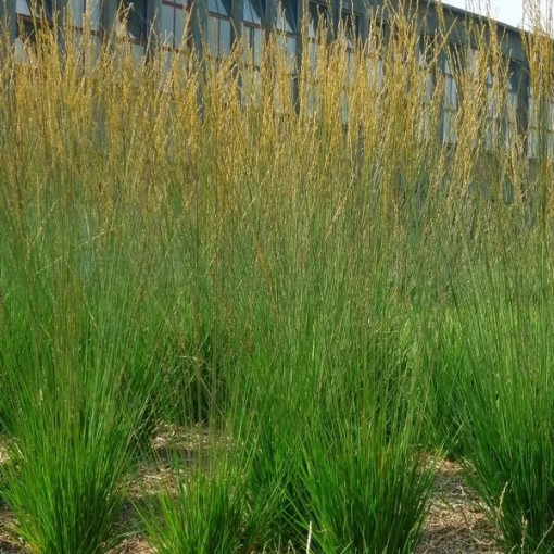 Blue Fescue 'Heidebraut' pot, 4L