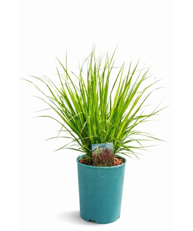 Blue Fescue 'Moorhexe' pot, 4L