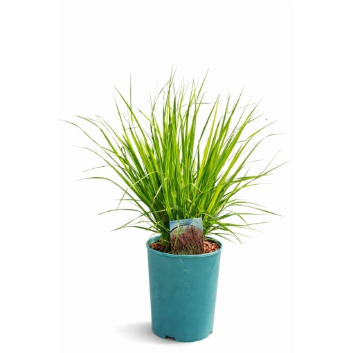 Blue Fescue 'Moorhexe' pot, 4L