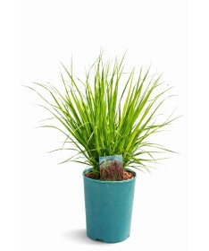 Blue Fescue 'Moorhexe' pot, 4L