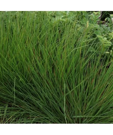 Blue Fescue 'Moorhexe' pot, 4L