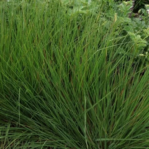 Blue Fescue 'Moorhexe' pot, 4L