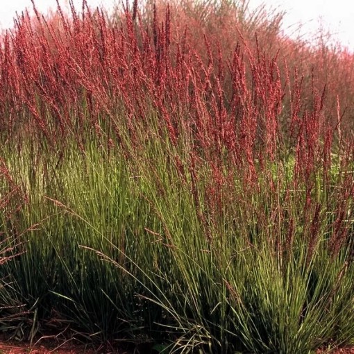 Blue Fescue 'Moorhexe' pot, 4L