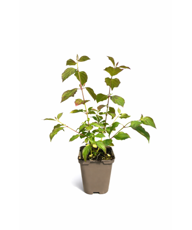 Cornus sanguinea Midwinter Fire P9/C1