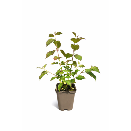 Cornus sanguinea Midwinter Fire P9/C1