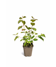 Cornus sanguinea Midwinter Fire P9/C1