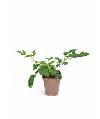 Astilbe chinensis Pumila P9/C1