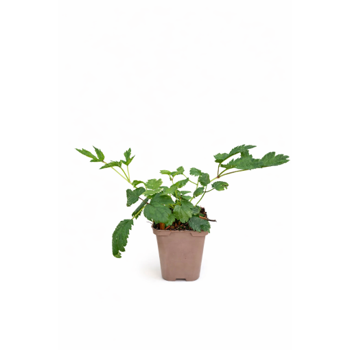 Astilbe chinensis Pumila P9/C1