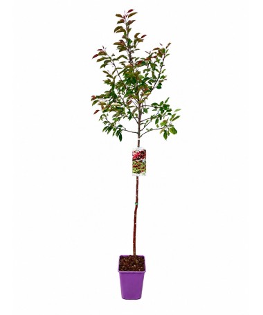 Crabapple ‘Makowiecki’ C6