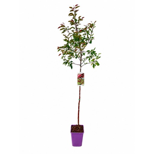 Crabapple ‘Makowiecki’ C6