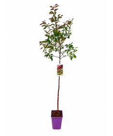 Crabapple ‘Makowiecki’ C6