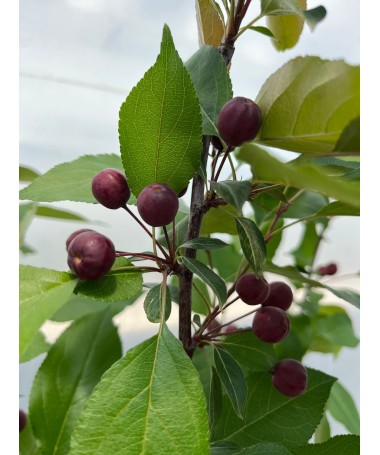 Crabapple ‘Makowiecki’ C6