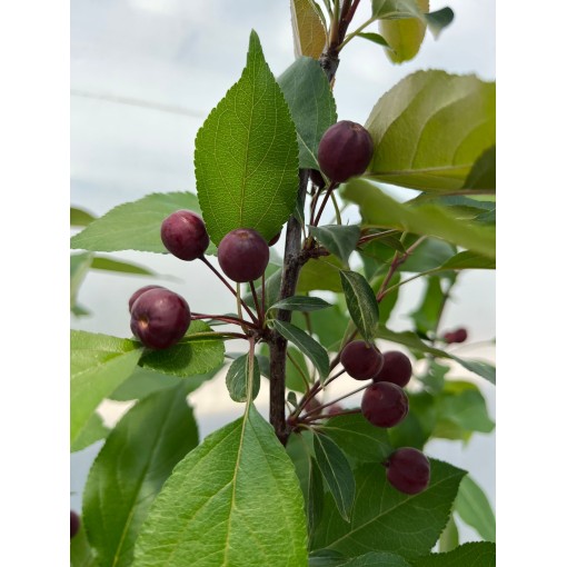 Crabapple ‘Makowiecki’ C6