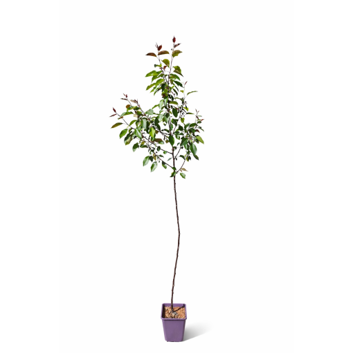 Crabapple ‘Makowiecki’ C6