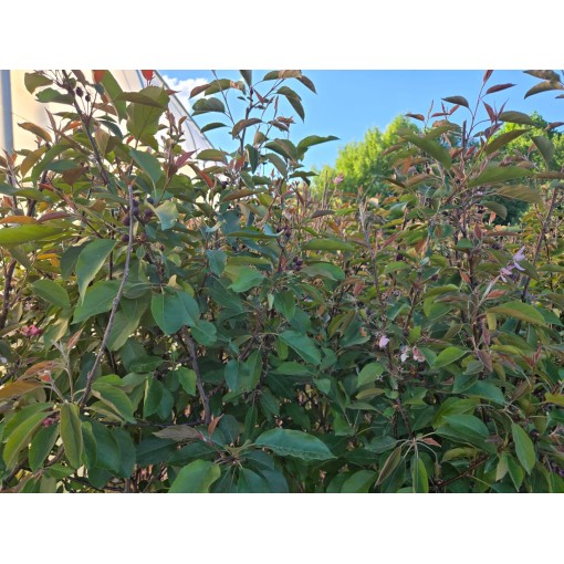 Crabapple ‘Makowiecki’ C6