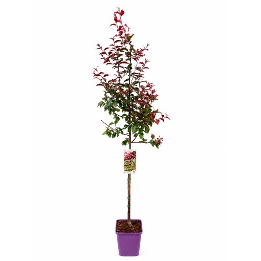 Crabapple ‘Nicoline’ C6